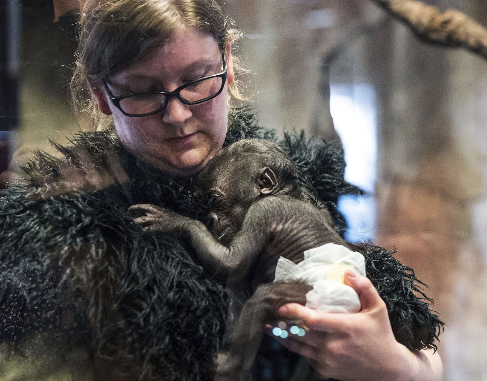 Zoo Baby Gorilla
